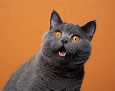 a cat may look at a king